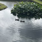 IMG_4747[1]